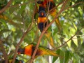 1230-1637 Parrots (1060665)